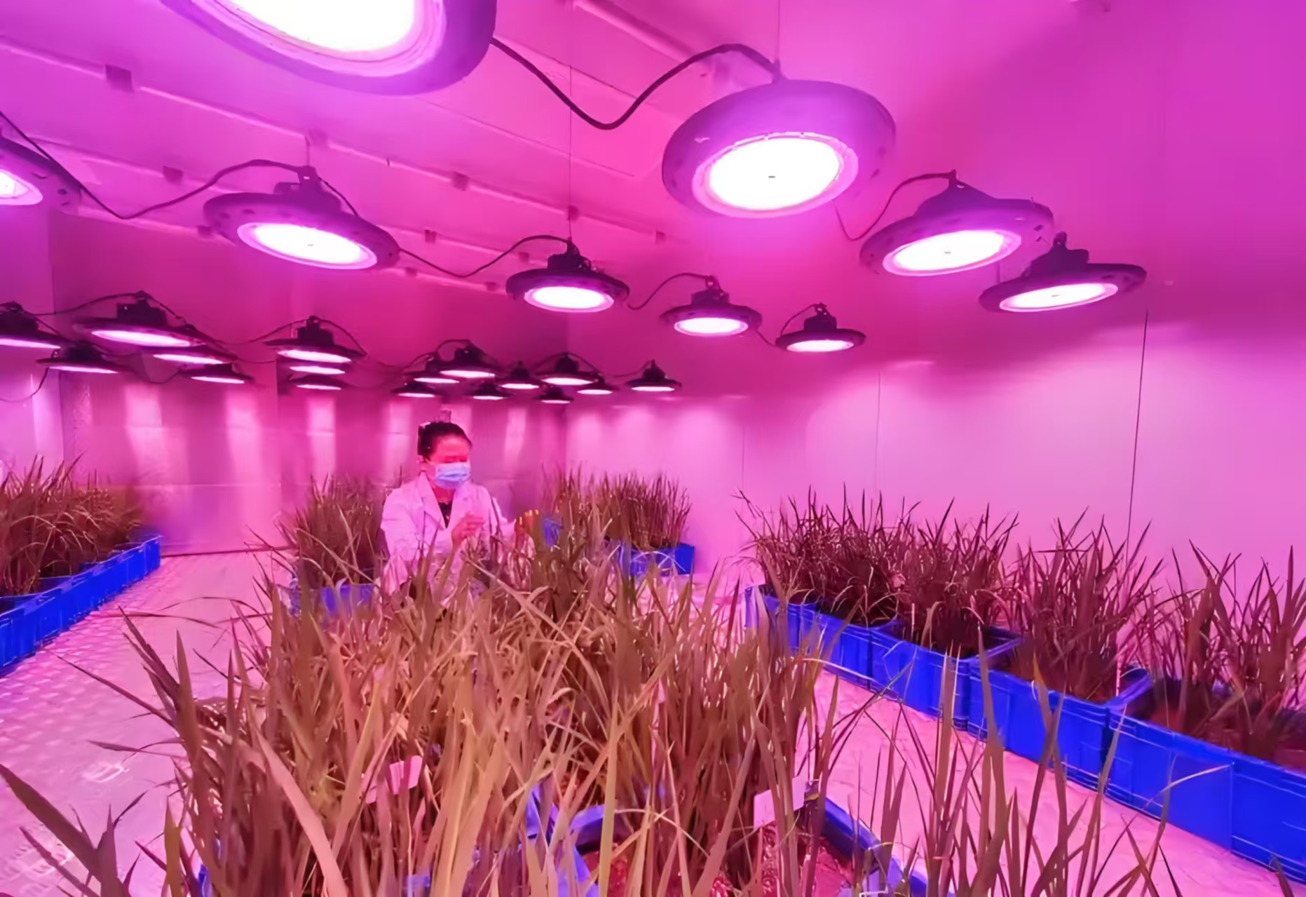 西安人工气候室在农业领域的应用